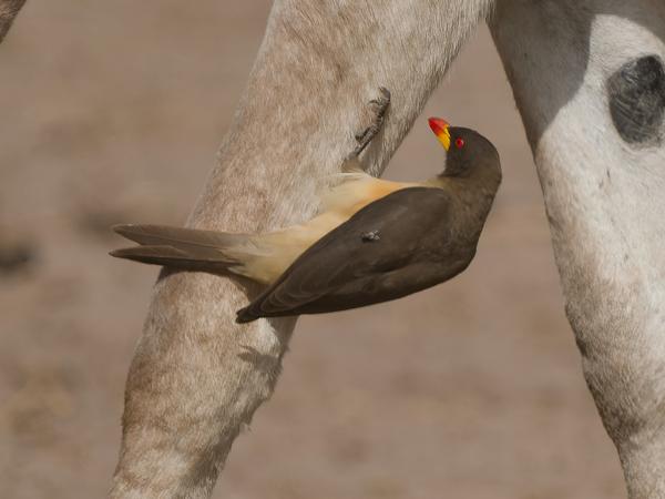 <h3><a href="/trips/gambia/biota/animalia/chordata/aves/040 passeriformes/106 buphagidae/buphagus africanus/buphagus africanus-nl.html">Buphagus&nbsp;africanus</a> / Yellow‑billed&nbsp;oxpecker / Geelsnavelossenpikker</h3>OM-1 Mark II met OLYMPUS M.150-400mm F4.5 TC, 1/2000 sec  bij F5.6, ISO 250, afstand 23.5&nbsp;m